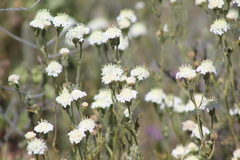 Chaenactis stevioides