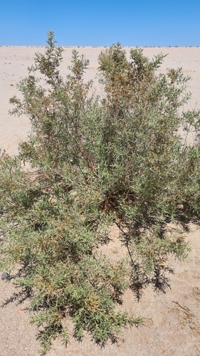 Image of Pechuel loeschea by (c) Petra Holland, some rights reserved (CC BY)