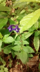 Scutellaria dumetorum