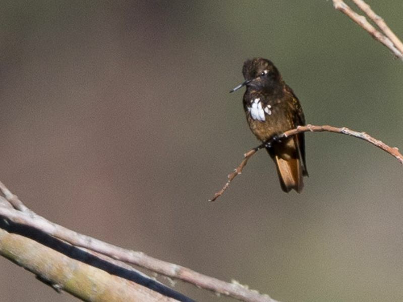 White-tufted Sunbeam (Aglaeactis castelnaudii), photo 10