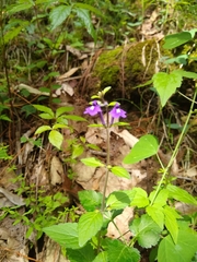 Scutellaria dumetorum