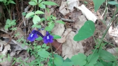 Scutellaria dumetorum