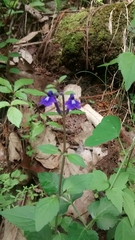 Scutellaria dumetorum