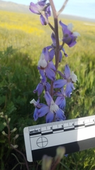 Delphinium recurvatum