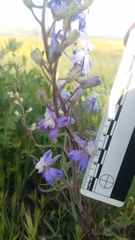 Delphinium recurvatum