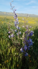 Delphinium recurvatum