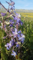 Delphinium recurvatum