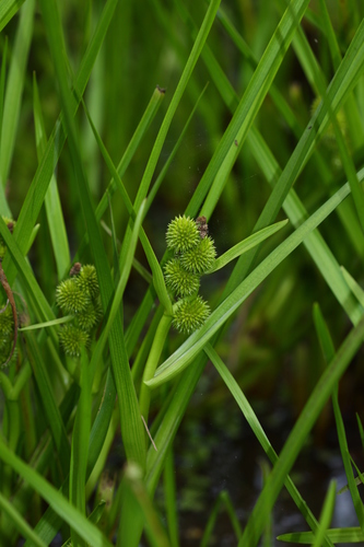 Sparganium glomeratum (Laest. ex Beurl.) Beurl.