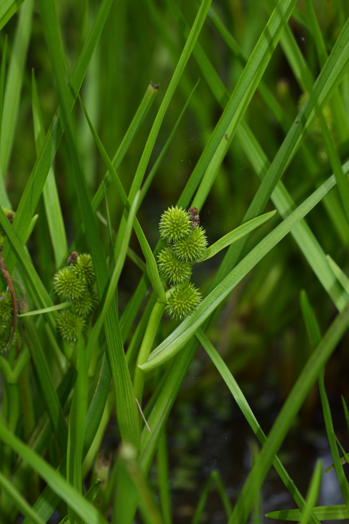 Sparganium glomeratum
