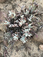 Dudleya attenuata