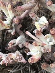 Dudleya attenuata