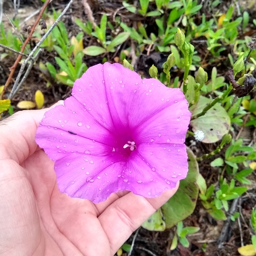 Foto de Salsa-brava