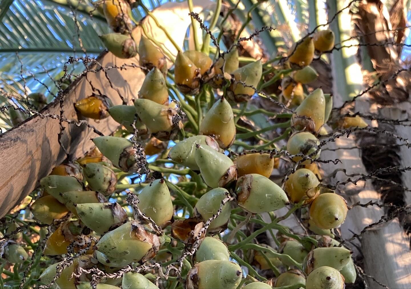 Imagem de Butiá