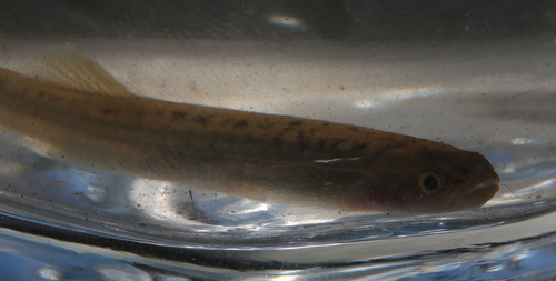Cape Galaxias (Galaxias zebratus) — Galaxiidae — 5