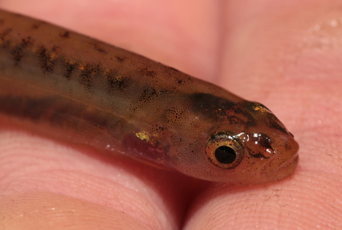 Cape Galaxias (Galaxias zebratus) — Galaxiidae