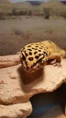 Eublepharis macularius