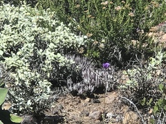 Dudleya attenuata