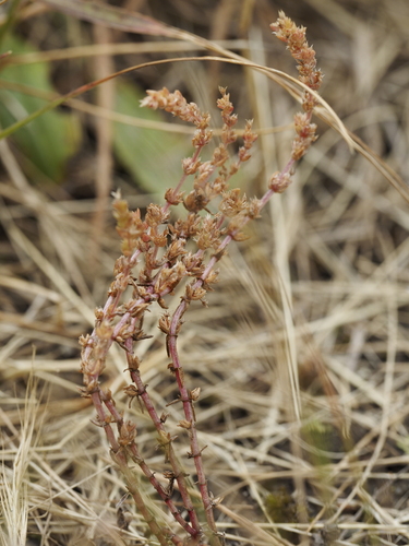 Crassula colligata