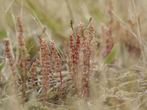 Crassula colligata