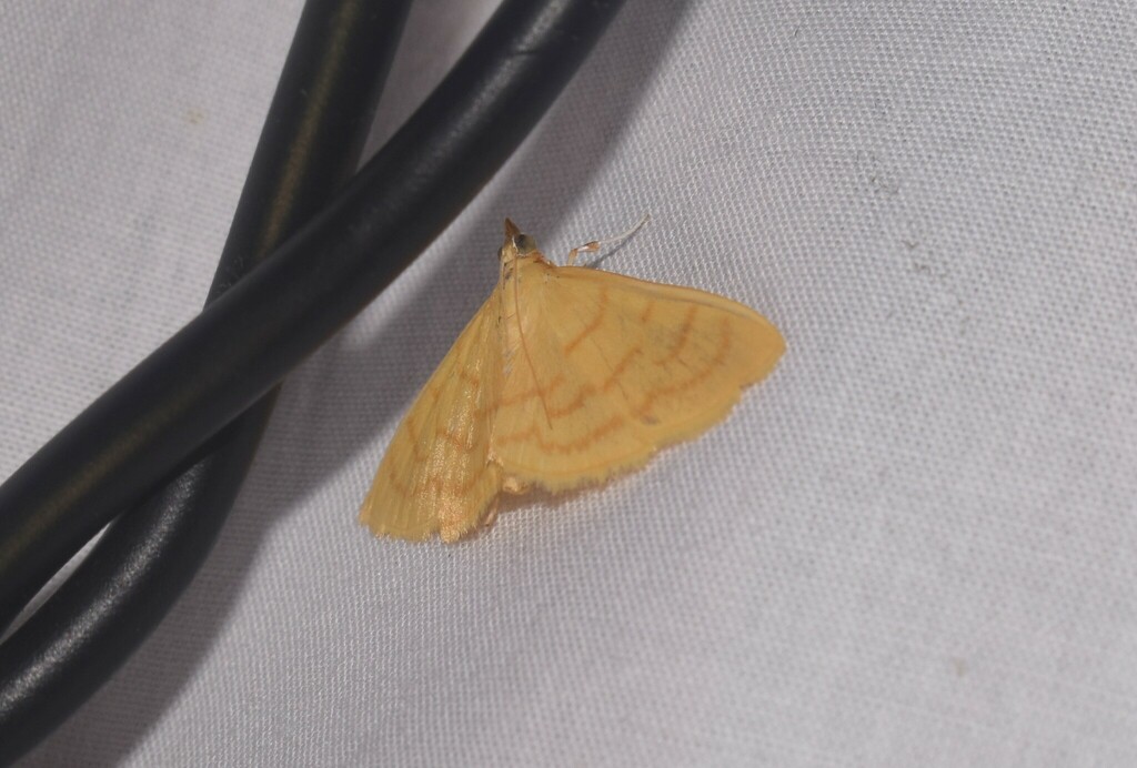 Pseudopagyda homoculorum