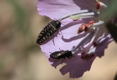 Acmaeodera labyrinthica