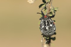 Julodis humeralis