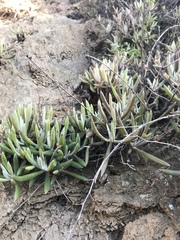Dudleya attenuata