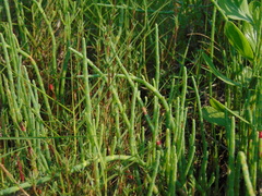 Salicornia perennis