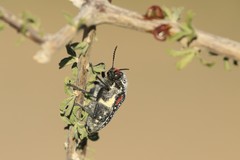 Julodis humeralis