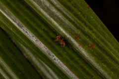 Orectognathus antennatus