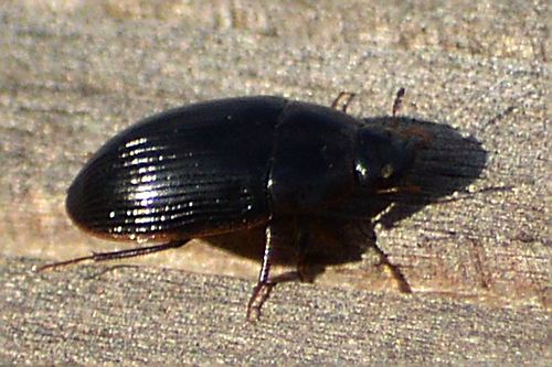 Helocombus bifidus photo 4