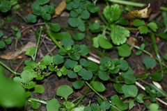Chrysosplenium ramosum