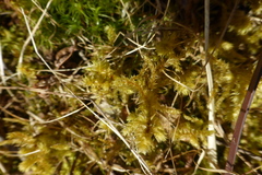 Rhytidiadelphus squarrosus