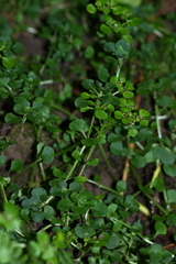 Chrysosplenium ramosum
