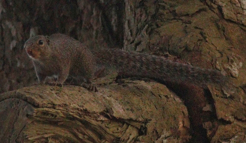 Small Sun Squirrel