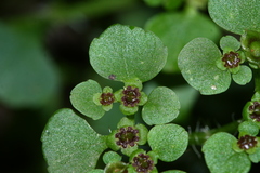 Chrysosplenium ramosum