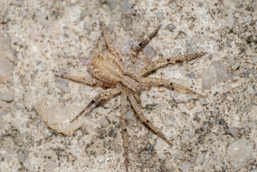 Cleocnemis