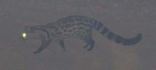 Pardine Genet