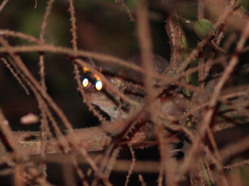 Thomas's Dwarf Galago
