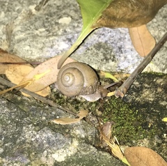 Zachrysia provisoria