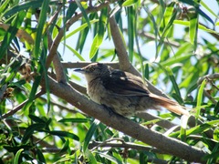 Phacellodomus striaticollis