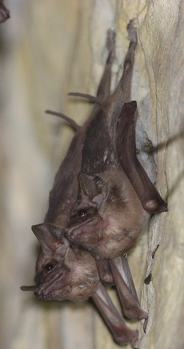 Egyptian Tomb Bat