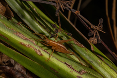 Talitropsis poduroides