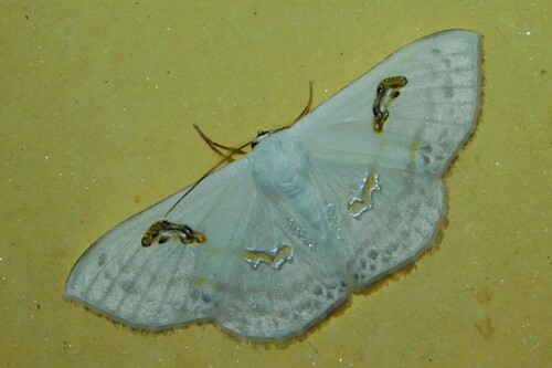 Problepsis latonaria