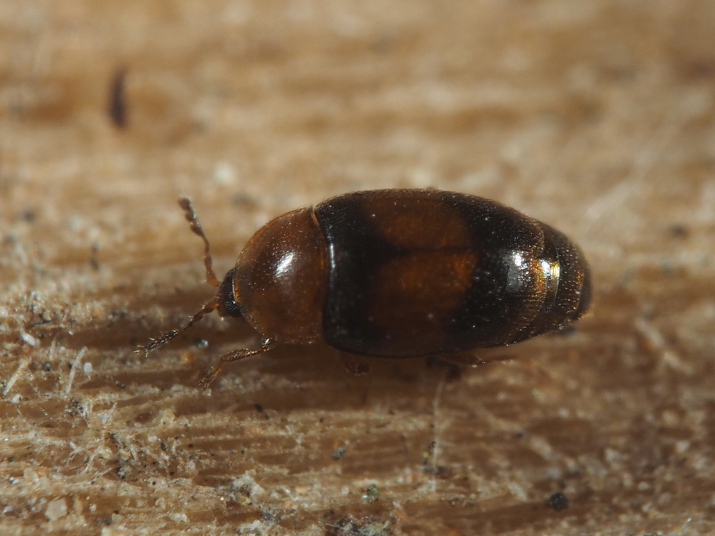 Arthrolips fasciata