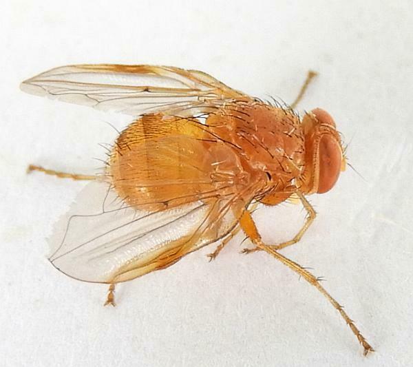 Ormia punctata