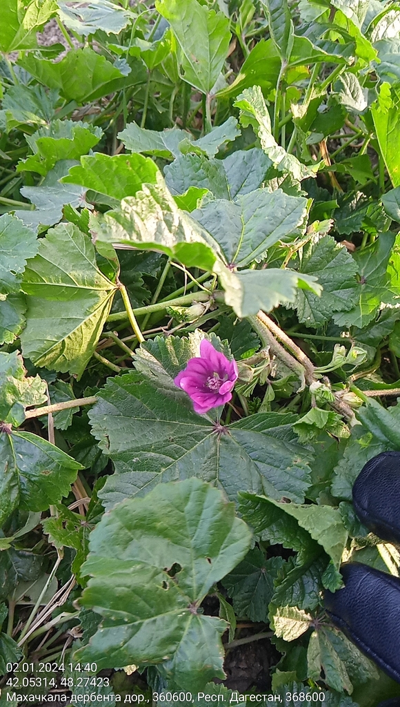 Foto de Malva