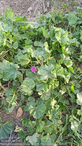 Foto de Malva