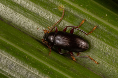 Xylochus