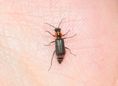 Malachius thevenetii